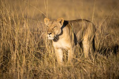 Güney Afrika 'da vahşi bir otta dişi aslan.
