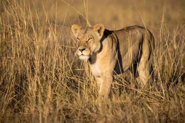 Aslan yavrusu kameraya bakıyor