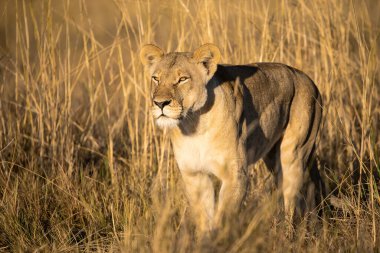 Dişi aslan çimlerin üzerinde duruyor.