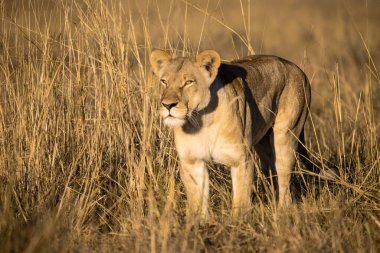 Afrika 'daki Kruger Ulusal Parkı' nda aslan var.