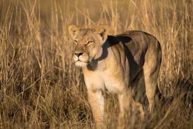 Güney Afrika 'nın ulusal parkında dişi aslan..