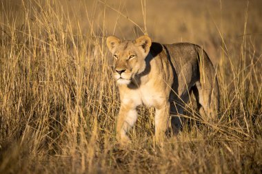 Kenya savanındaki aslan