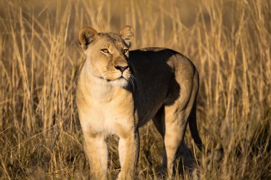 Kenya savanındaki aslan