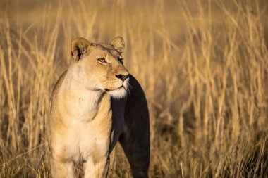 Zimbabwe savanındaki aslan.