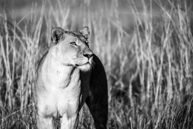 Afrika savanındaki aslan.
