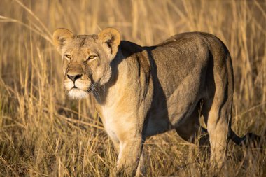 Vahşi doğada dişi aslan.
