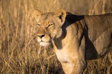 Savanadaki bir aslanın portresi