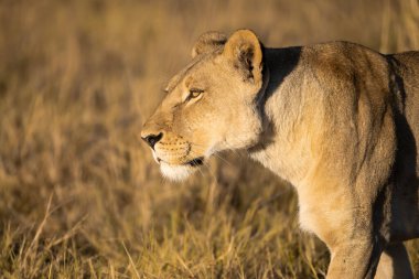 Afrika, Kruger Park 'ta savanda yürüyen erkek aslan.