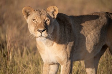 Kenya savanındaki aslan