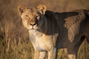 Kenya savanındaki aslan