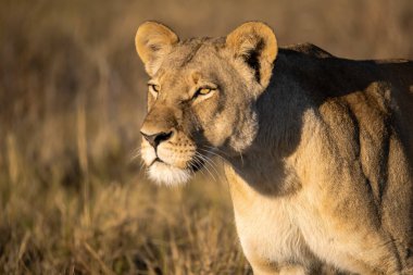 Afrika 'nın bozkırındaki aslan