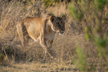 Vahşi doğada dişi aslan.