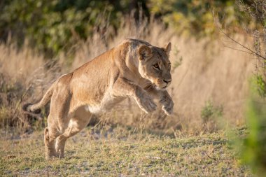 Güney Afrika 'daki Kruger parkında, kuru çimlerde yürüyen dişi aslan.