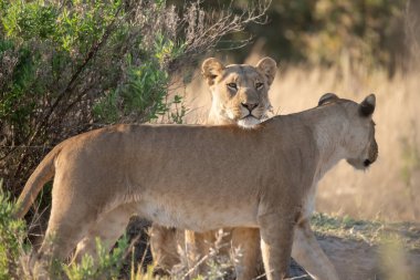 Kenya bozkırında dişi aslan.