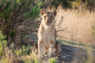 Afrika 'nın güneyindeki Kruger parkında aslan var.