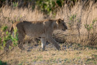 female lion standing on the ground in the grass.