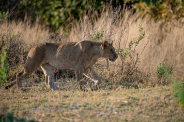 a beautiful lion in kruger national park in south africa