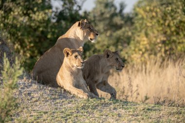 lions family in kruger national park, south africa
