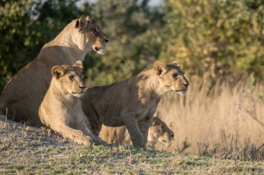 Vahşi aslan ailesi.