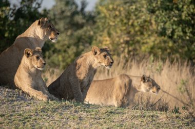 group of lions in the bush