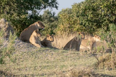 Afrika ulusal parkında aslan var.