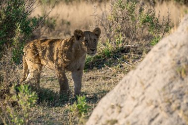 Aslan ın kruger national park, Güney Afrika