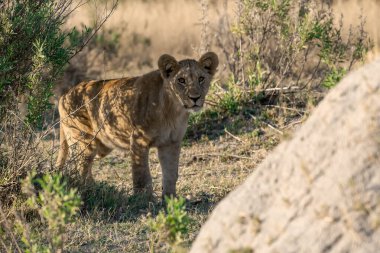 Güney Afrika 'daki Kruger parkında av arayan aslan yavrusu.