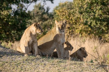 Güney Afrika 'daki savanda dişi aslan ailesi.