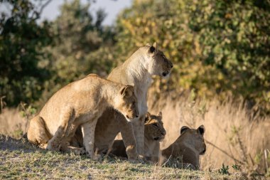 Güney Afrika 'daki Kruger Park' taki aslanlar..