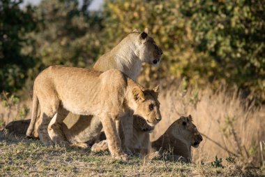 Aslan yavruları anne ile oynamak