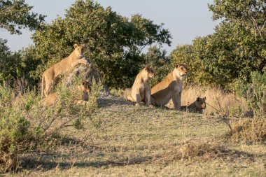 Güney Afrika 'daki Kruger Ulusal Parkı' nda genç bir yavruyla dişi aslan..