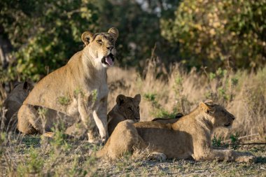 Afrika 'da aslan Kenya savanasında