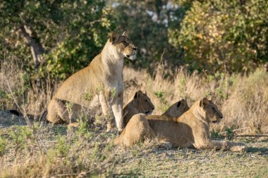Afrika 'nın vahşi aslanı.