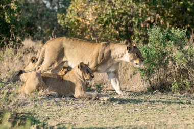 Savanadaki genç aslanlar