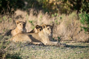 İki erkek aslan çimlerin üzerinde yatıyor.