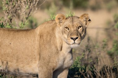 Afrika 'nın bozkırındaki aslan
