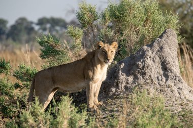 Savanadaki Afrika aslanı