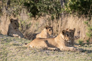 Savannah dişi aslan