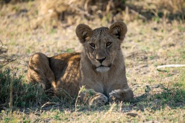 Güney Afrika 'daki Kruger Park' ta çimlerde yatan aslan yavrusu.