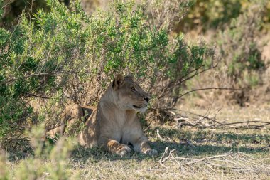 Kruger Park 'taki aslan..
