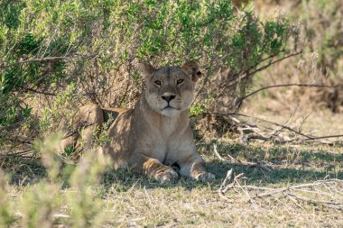 Etoşa Ulusal Parkı 'nda dişi Afrika aslanı