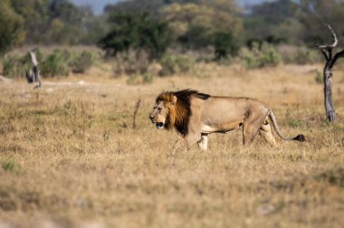 Aslan ın kruger national park, Güney Afrika