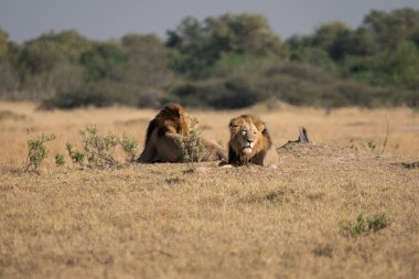 Afrika savanındaki aslanlar