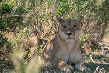 dişi aslan çimenlerde dinleniyor.