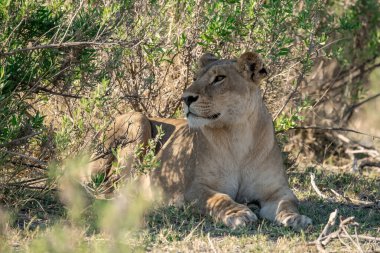Kenya savanındaki aslan