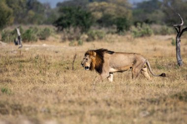 Kenya bozkırında güzel bir aslan