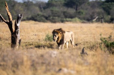 Erkek aslan çalıların arasında yürüyor ulusal parkta, Botswana 'da