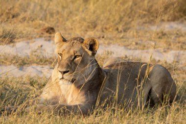 Afrika 'nın bozkırındaki aslan