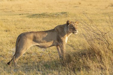 Vahşi doğada dişi aslan.