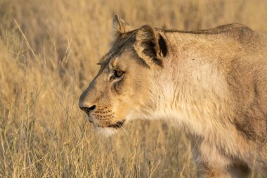 Afrika savanındaki aslan vahşi doğada